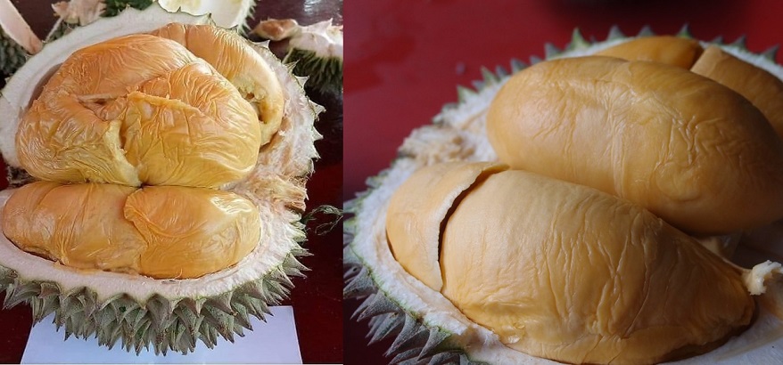 Lebih Unggul Dari Musang King Durian Duri Hitam Malaysia ini Banyak Dicari, dari Buah Hingga Bibitnya