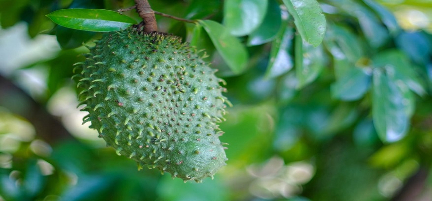 Mencegah Kanker dengan Obat Herbal dari Daun Soursop